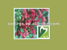 Top quality Schisandra extract with high Schisandrin