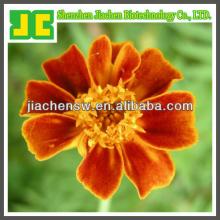 marigold flower powder extract with lutein
