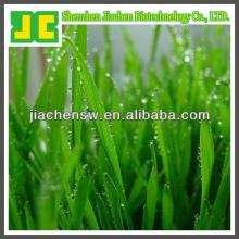 organic  wheat   grass   extract  powder in 5:1 & 10:1