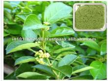  Gymnema   sylvestre   Extract  25%