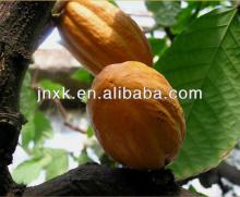 Theobromine cacao extract powder