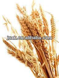 Organic Wheat Germ Oil
