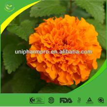 Marigold Extract