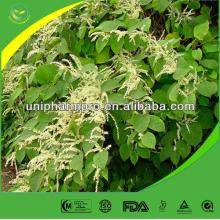 Natural 20% 50% 98% resveratrol