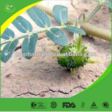 Manufacturers offer nature Tribulus Terrestris Extract