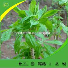 Manufactor off e r natural pur e  si b  e rian gins e ng  e xtract ( Eleutheroside   B + E  0.8%)
