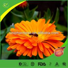 Manufactor Offered 100% Natural  Marigold   Extract   Lutein   powder 
