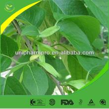 Pure eucommia ulmoides extract supplier (Chlorogenic acid 5%-99%)