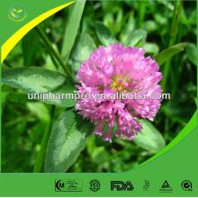 Manufactor offer high purity natural red clover powder extract