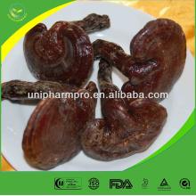 Professional manufacturer high purity  lucid   ganoderma  extract