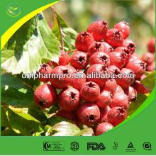factory supply high quality Natural Hawthorn extract (flavones)