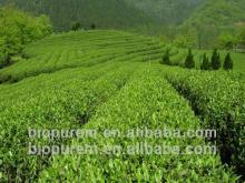 Green Tea extract Polyphenols 20%;95%;98% UV