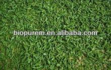 100% Organic Chinese Powdered Green Tea (Polyphenols EGCG Catechins)