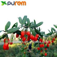 Goji Berry Extract,Polysaccharides: 10%-80%