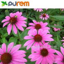 Echinacea Purpurea Extract  4 % Polyphenol,UV
