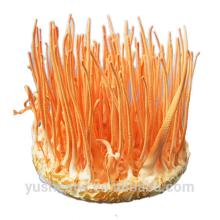 YUSHEN  Cordyceps   Militaris 