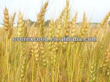 High quality  Wheat   gluten 