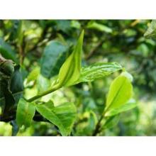green tea  whitening   cream 