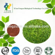 ISO9001 organic green tea extract