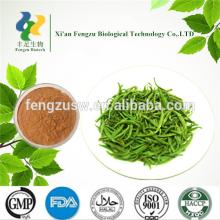 Top sale 100% natural green tea powder extract