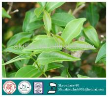 GMP 100% Natural plant extract Green tea P.E.