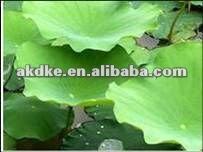  Nuciferine  0.3-10%HPLC  Lotus   Leaf   Extract 
