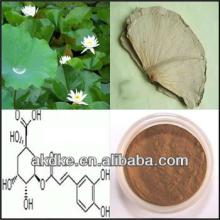 GMP Manufactory lotus leaf P.E.
