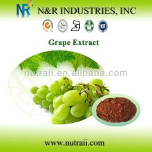 Water Soluble Grape Seed Extract OPC 95%~98%