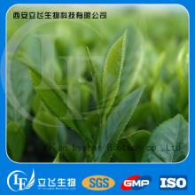 Pure green tea extract egcg
