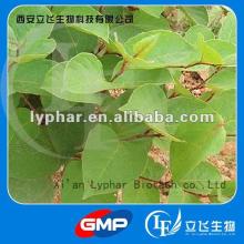 Giant Knotweed Extract  Resveratrol   bulk   powder 