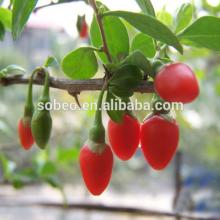 Pure Nature Free samples bulk Goji Berries Extract Powder