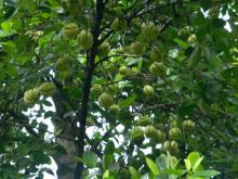 Garcinia cambogia extract 60% HCA