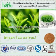 Green tea extract Plant Extract ISO,QS,Kosher,BV Certified