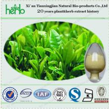 ISO,BV,KOSHER certificate Factory Supply High Quality Green Tea Extract with EGCG 40% 45%50% HPLC
