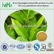 ISO, QS, BV, Kosher Standardized Green Tea Leaf Extract Powder