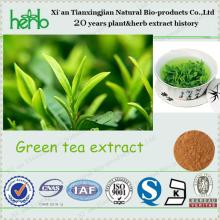100% Natural Organic 50%-98% Tea Polyphenol Green Tea Extract Powder