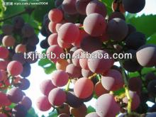 Food Grade Grape Seed extract powder OPC 30% UV as Beverage additive