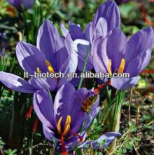 100% Natural Saffron Extract Manufacturer