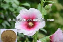 High Quality Marshmallow Extract 10:1 20:1 Althaea officinalis L.