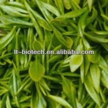 Green Tea Extract L-theanine/Powder /polyphenols
