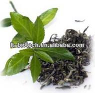High Quality of Green Tea Extraction Polyphenols Powder 50%-98%