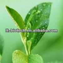 Kosher Instant Black Tea Extract Powder