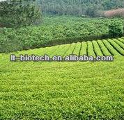 High Quality  Oolong   Tea   Extract   Powder  in Bulk Supply