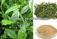 98% Tea Powder Tea Polyphenol Green tea Extract