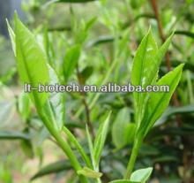 Instant Oolong Tea Powder