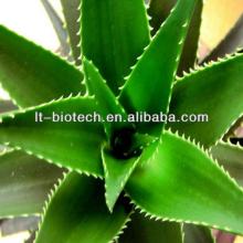 High Quality Aloe Vera Leaf  Extract   from  GMP Manufacturer