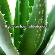 High Quality Aloe Vera Extraction Process