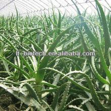 Aloe Vera  Dry   Extract  Raw Supplier