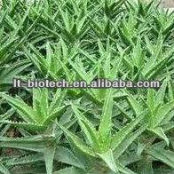 GMP Supply Best Price Aloe Vera Extract 20%Aloin