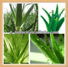 Organic Aloe Vera Extract Powder, Aloin 20%